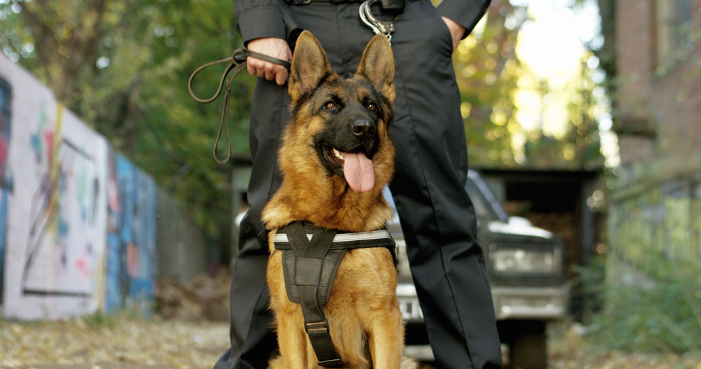 Guard dog protecting property